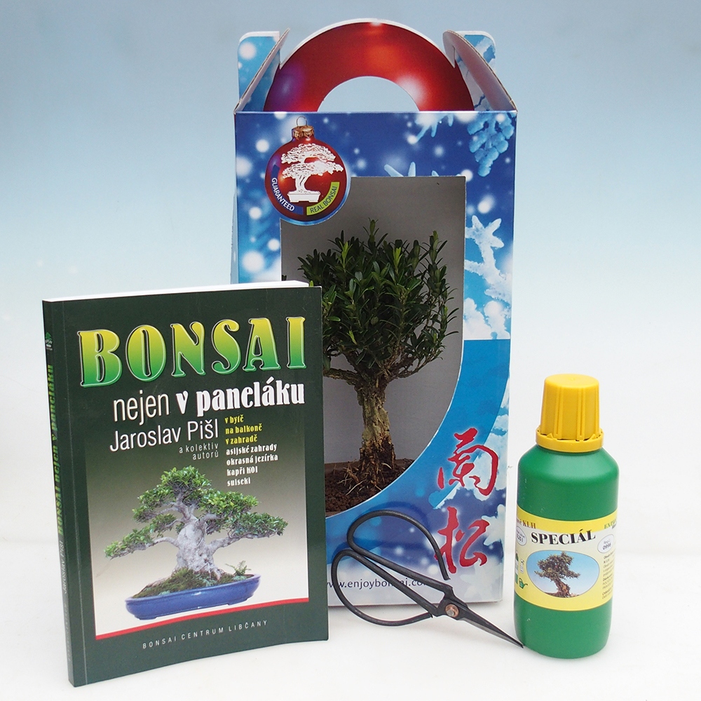 Bonsai da camera in confezione regalo Buxus harlandii - buxus da sughero
