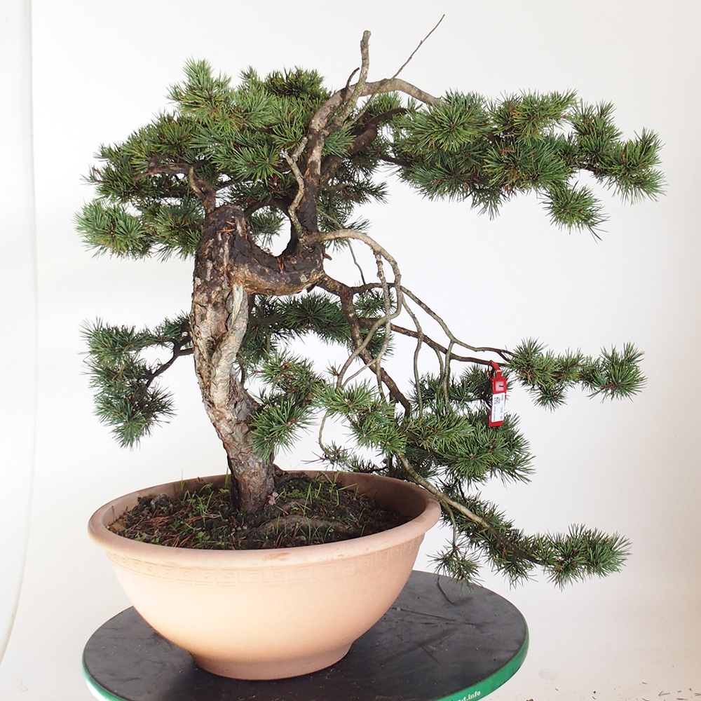 Yamadori - Pinus sylvestris Spagna