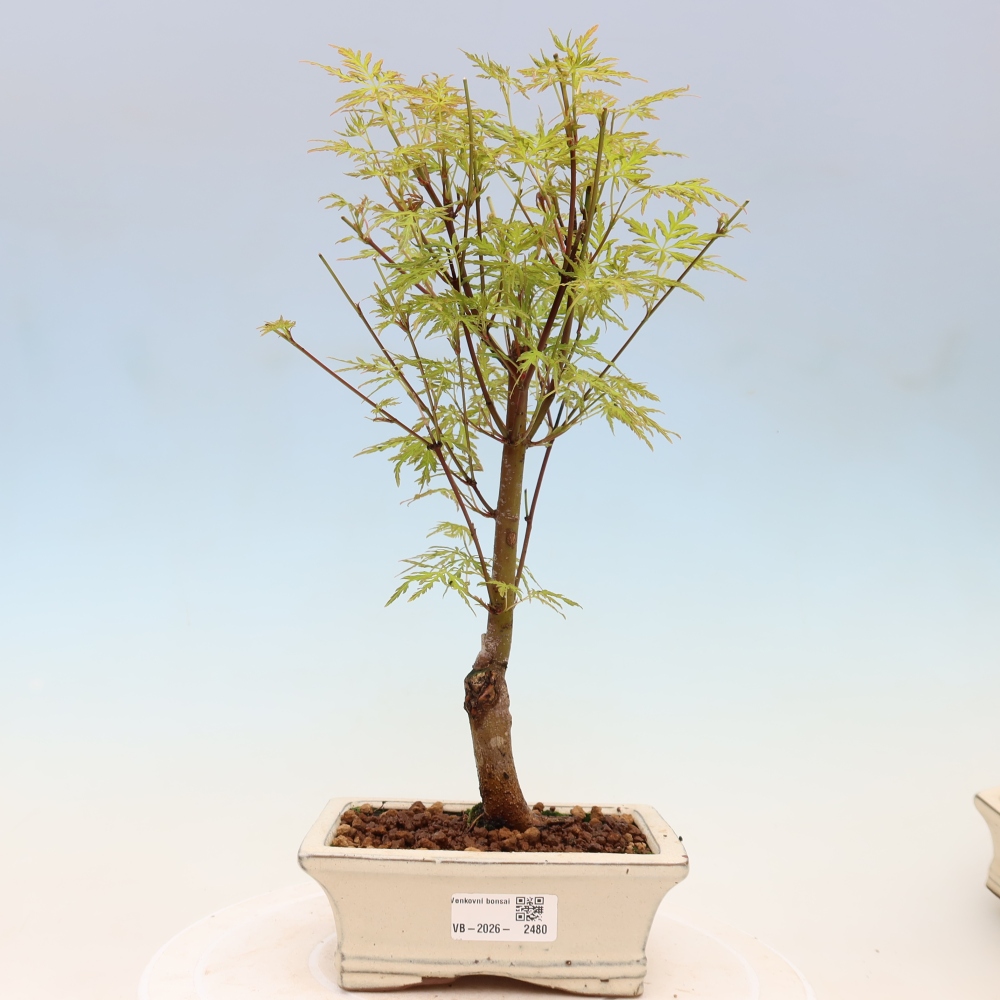 Bonsai da esterno - Acer palmatum Dissectum