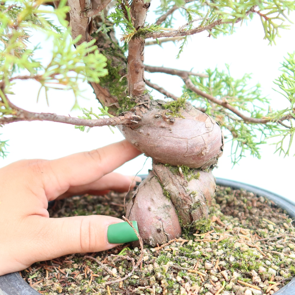 Bonsai da esterno - Juniperus chinensis Itoigawa-Juniperus chinensis