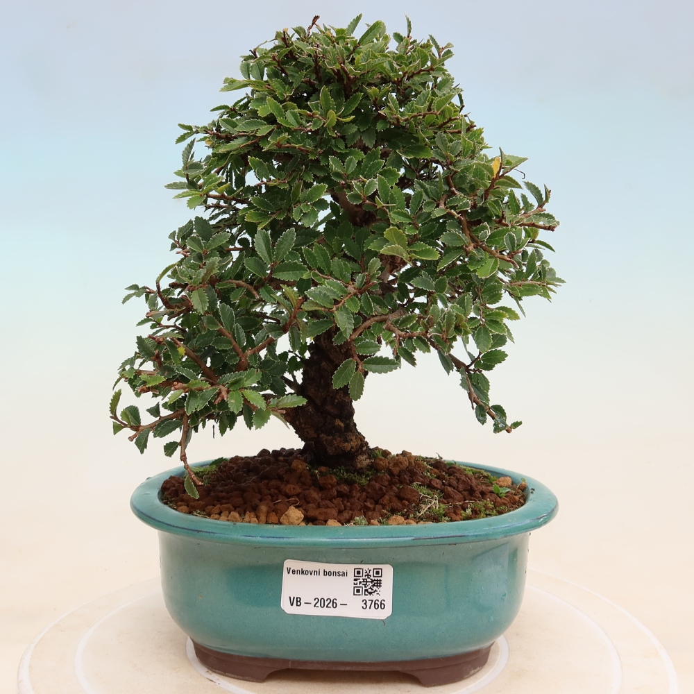 Bonsai da esterno - Zelkova - Zelkova NIRE