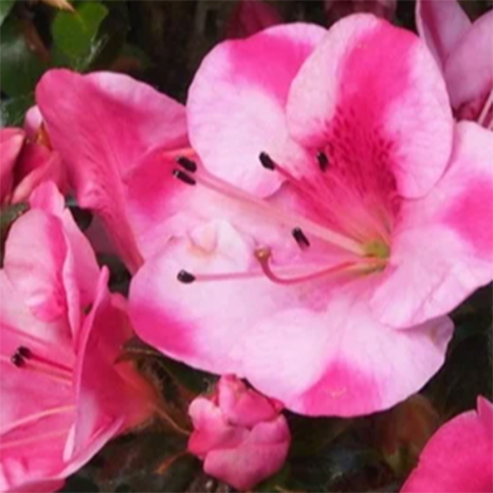 Bonsai da esterno - Azalea giapponese - Azalea Kobai