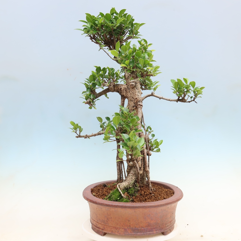 Camera bonsai - Ficus kimmen - ficus a foglie piccole