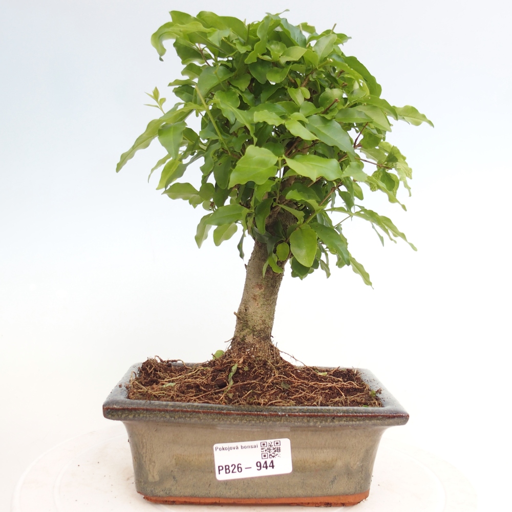 Camera bonsai -Ligustrum chinensis - Becco d'uccello
