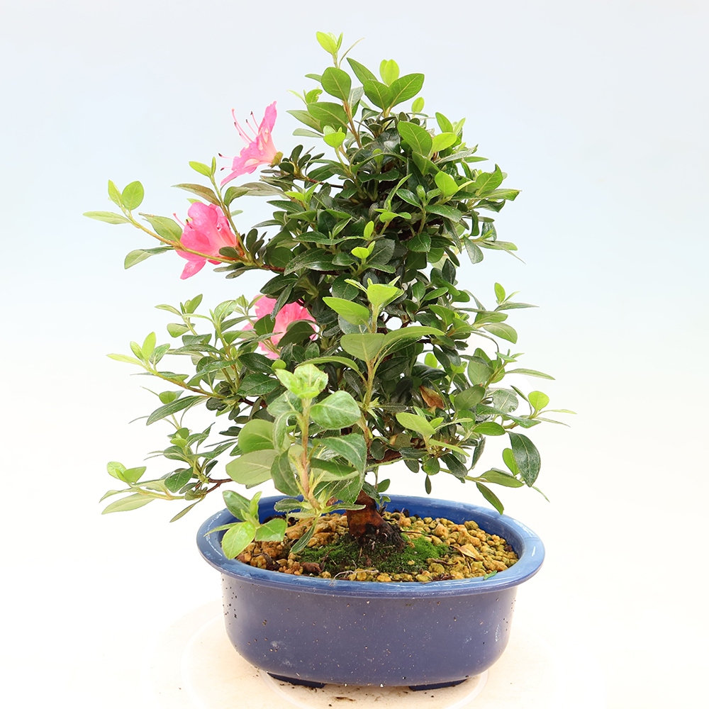 Bonsai da esterno - Azalea giapponese - Azalea Kobai