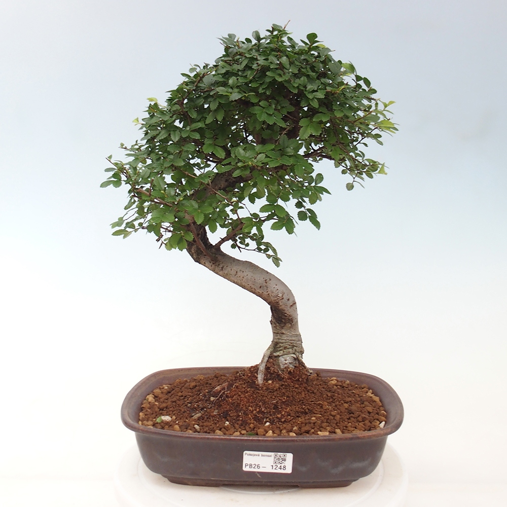 Camera bonsai - Ulmus parvifolia - Olmo a foglie piccole