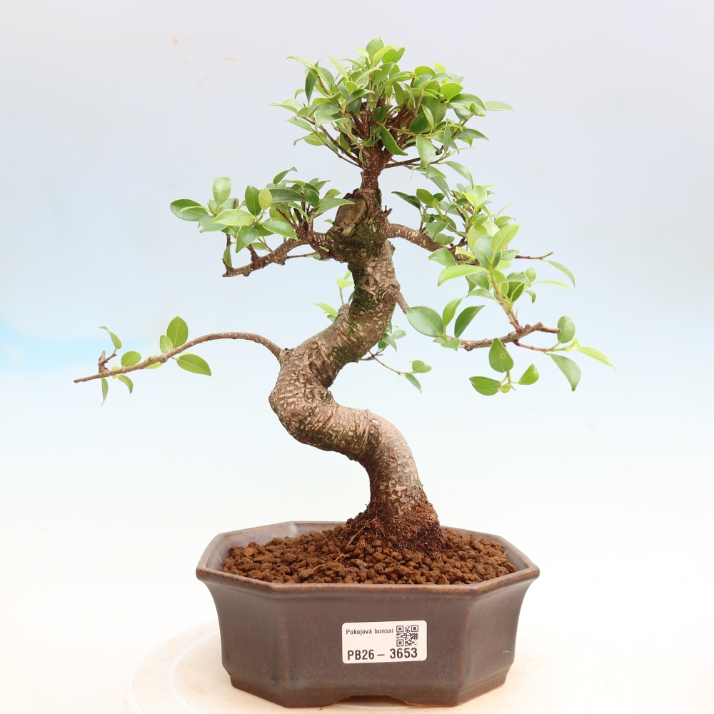 Camera bonsai - Ficus kimmen - ficus a foglie piccole