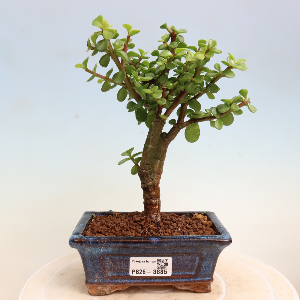 Camera bonsai - Portulakaria Afra - Tlustice