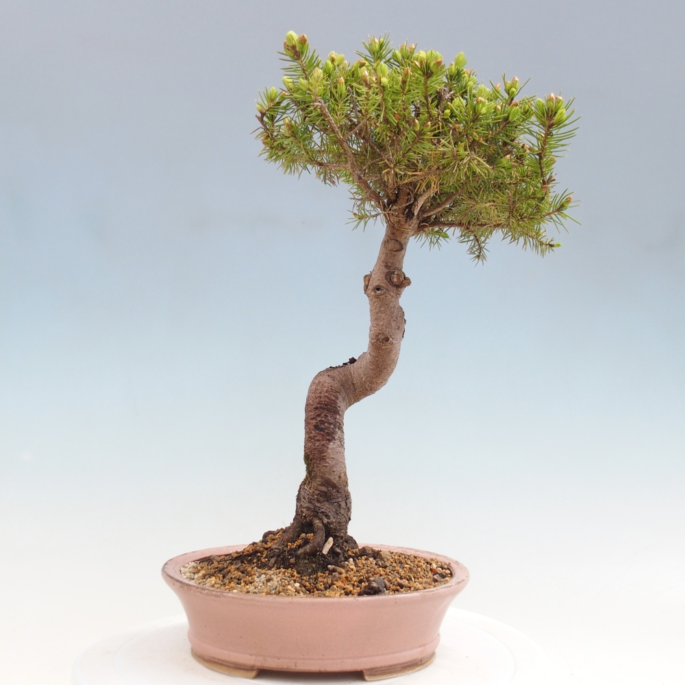 Bonsai da esterno - Abete rosso - Picea glauca globo