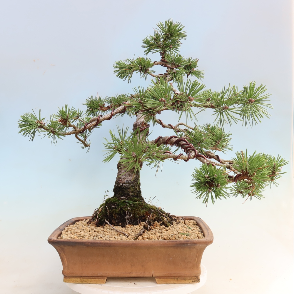 Bonsai da esterno - Pinus mugo Humpy  - Pino mugo