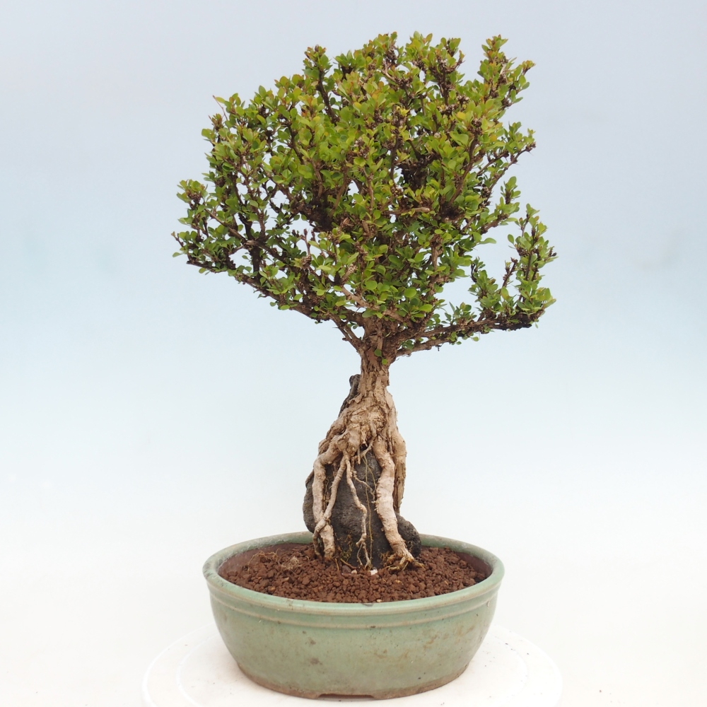 Bonsai da esterno - Berberis coreana