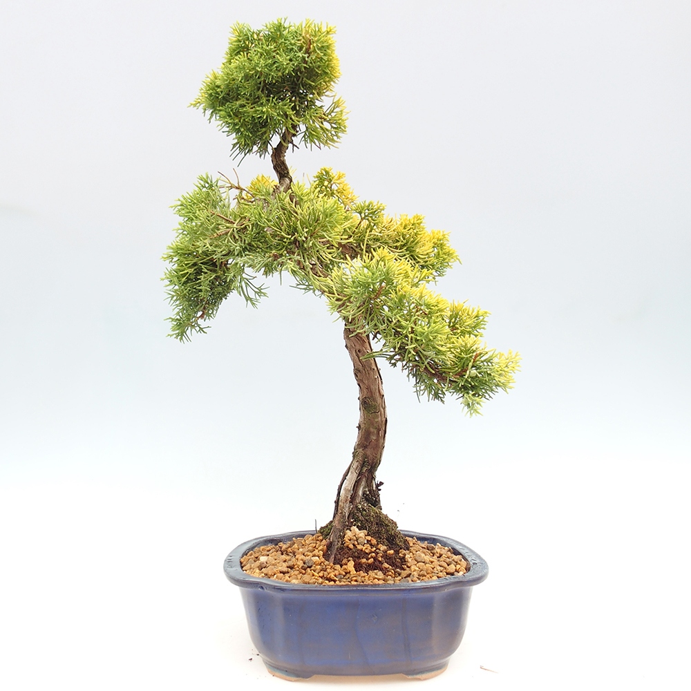 Bonsai da esterno - Juniperus chinensis plumosa aurea