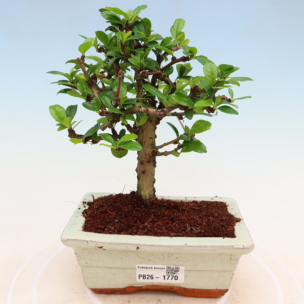 Camera bonsai - Carmona macrophylla - Tea fuki
