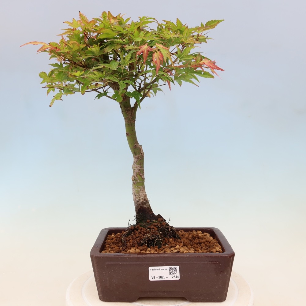 Acero norvegese - Acer palmatum Beni Tsukasa