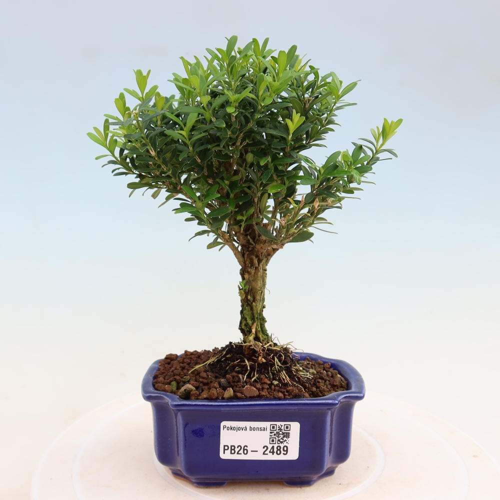Camera bonsai - Buxus harlandii - buxus da sughero