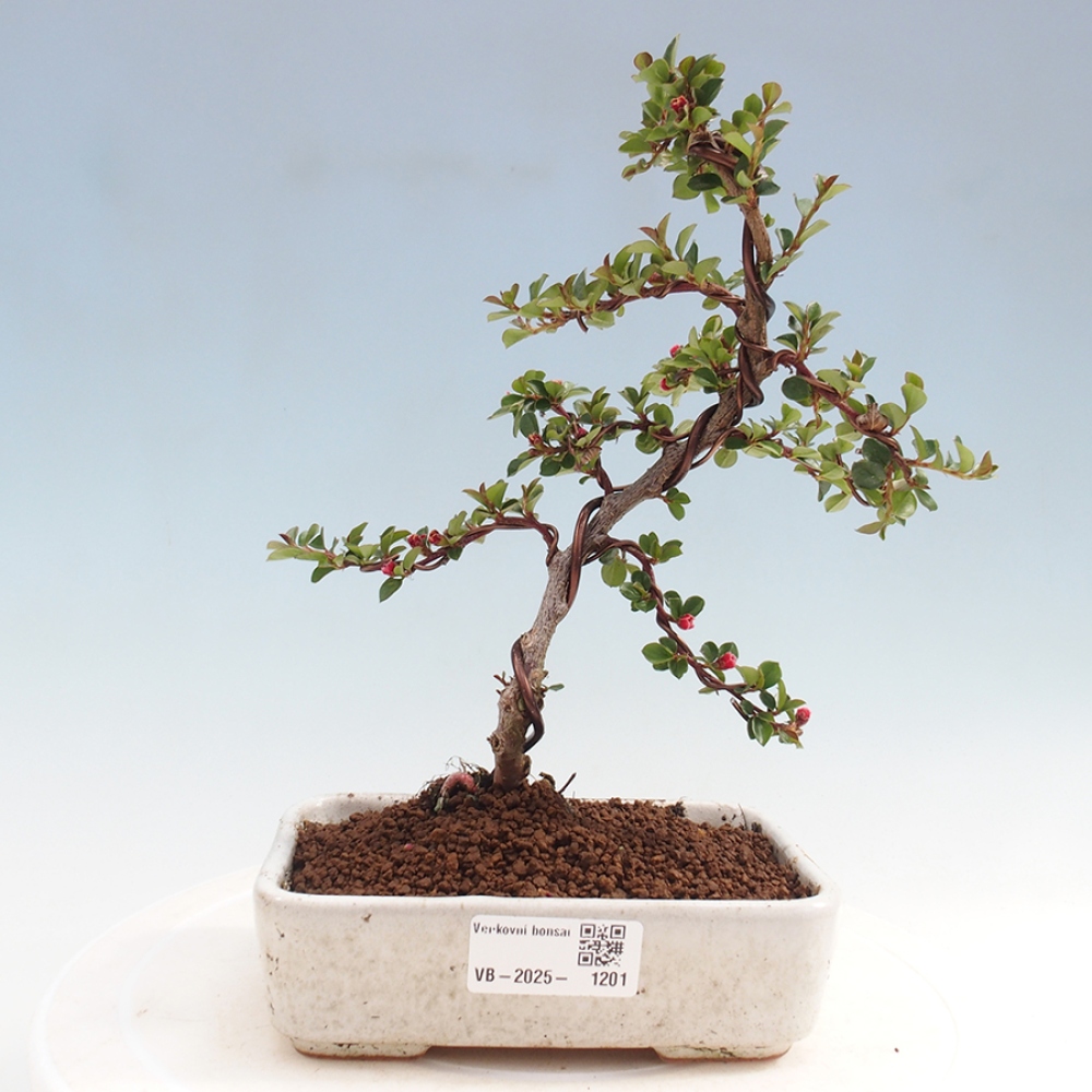 Bonsai da esterno-Cotoneaster horizontalis - Montagne Rocciose