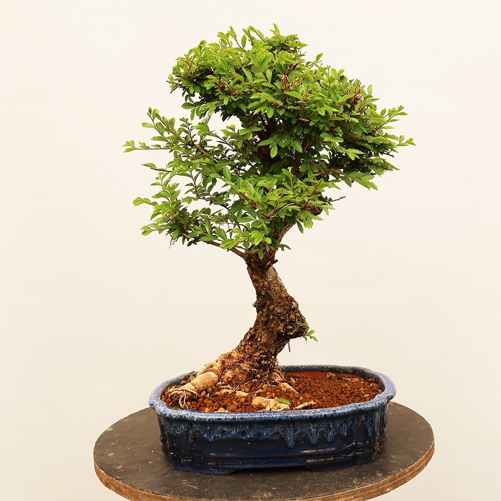 Bonsai da esterno - Zelkova - Zelkova NIRE