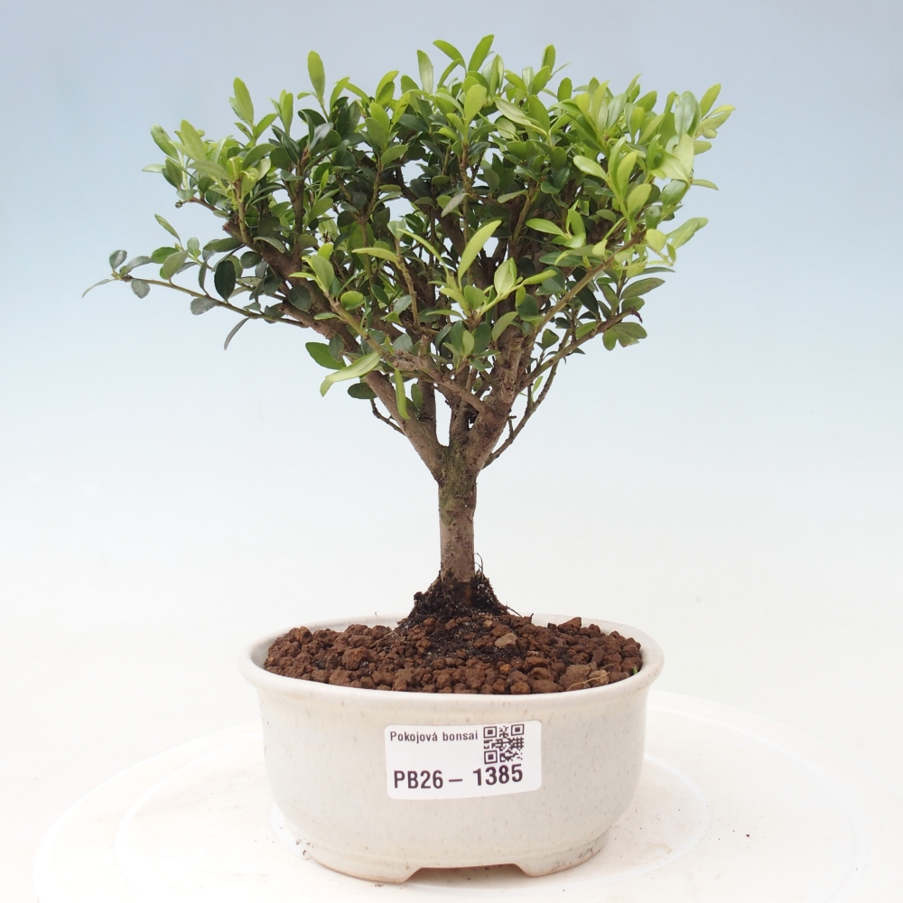 Camera bonsai - Ilex crenata - Agrifoglio