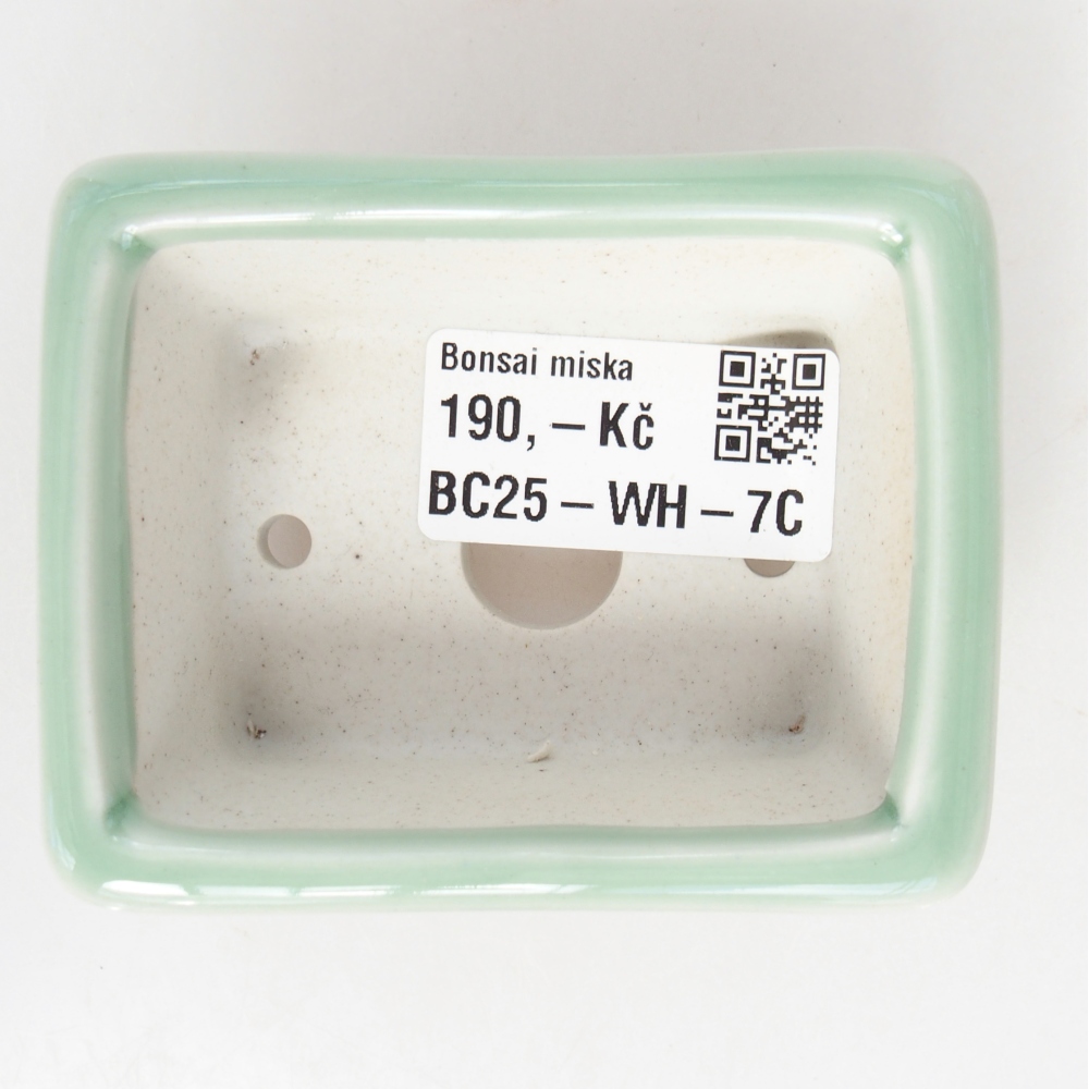 Mini bonsai 8 x 6 x 3 cm, verde