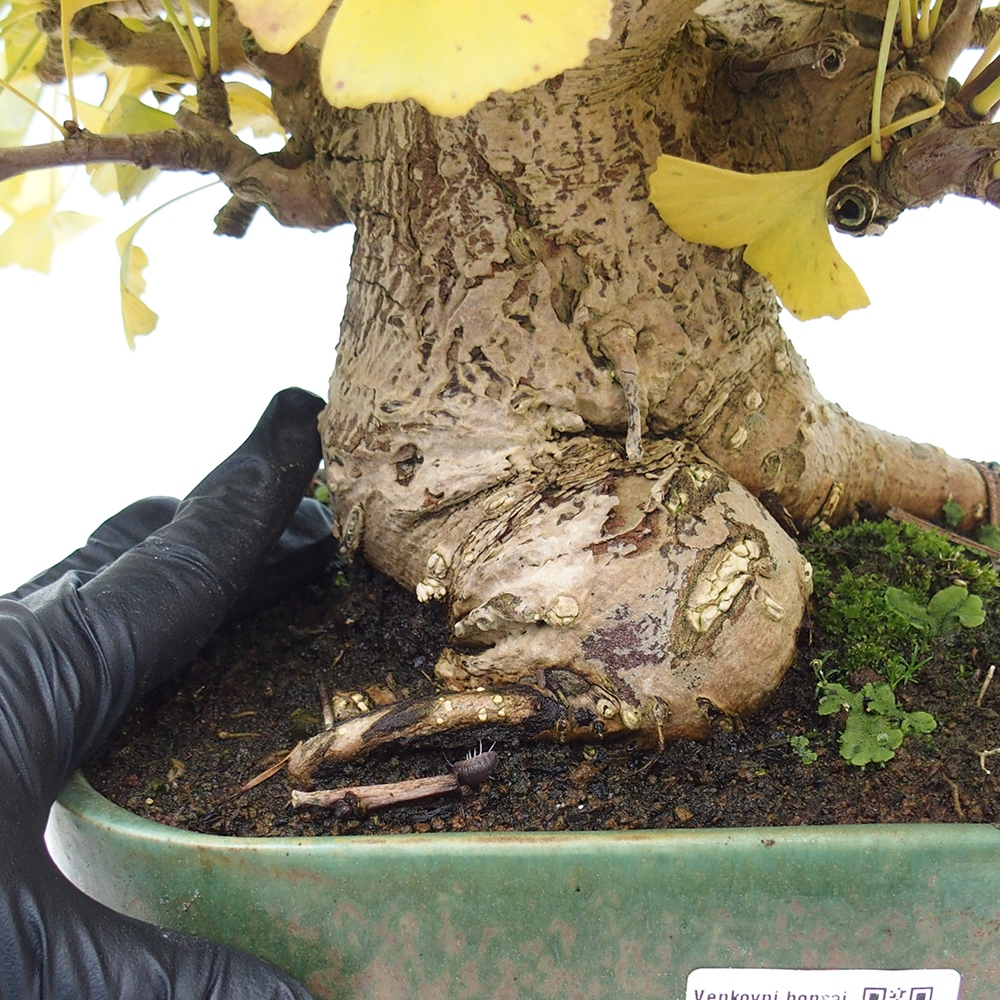 Bonsai da esterno - Ginkgo biloba - Ginkgo biloba
