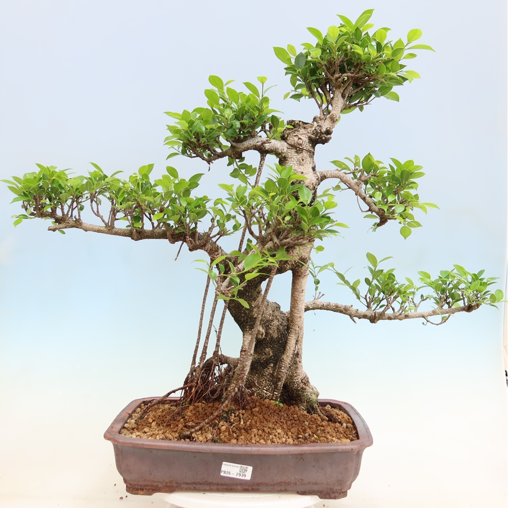 Camera bonsai - Ficus kimmen - ficus a foglie piccole