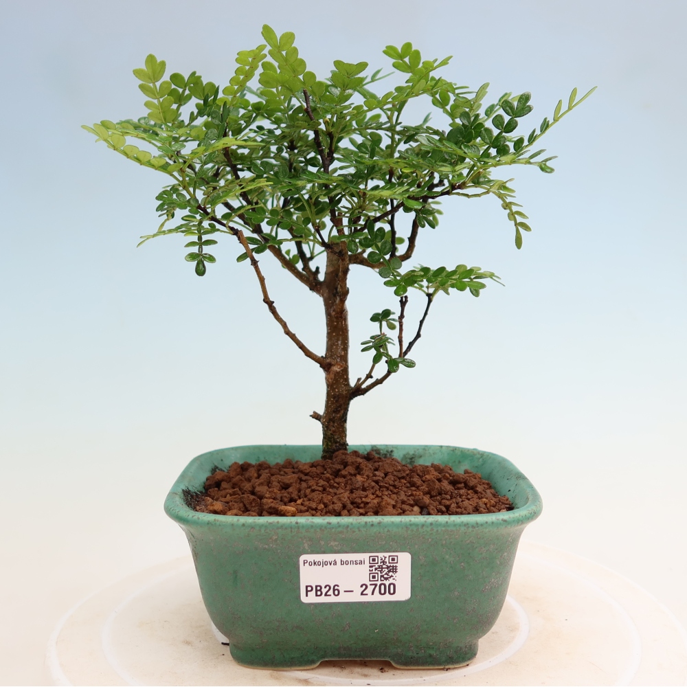 Camera bonsai - Zantoxylum piperitum - albero del pepe