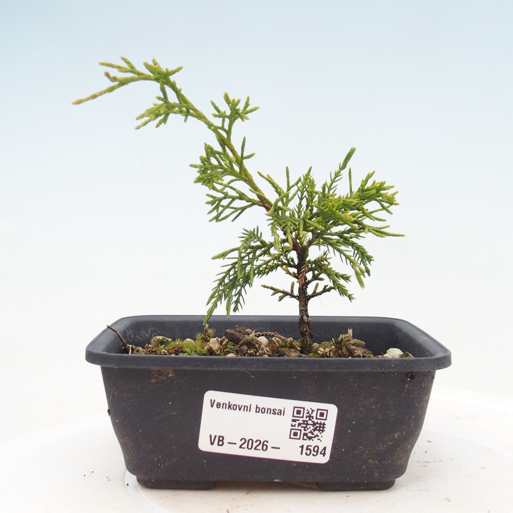 Bonsai da esterno - Juniperus chinensis Itoigawa