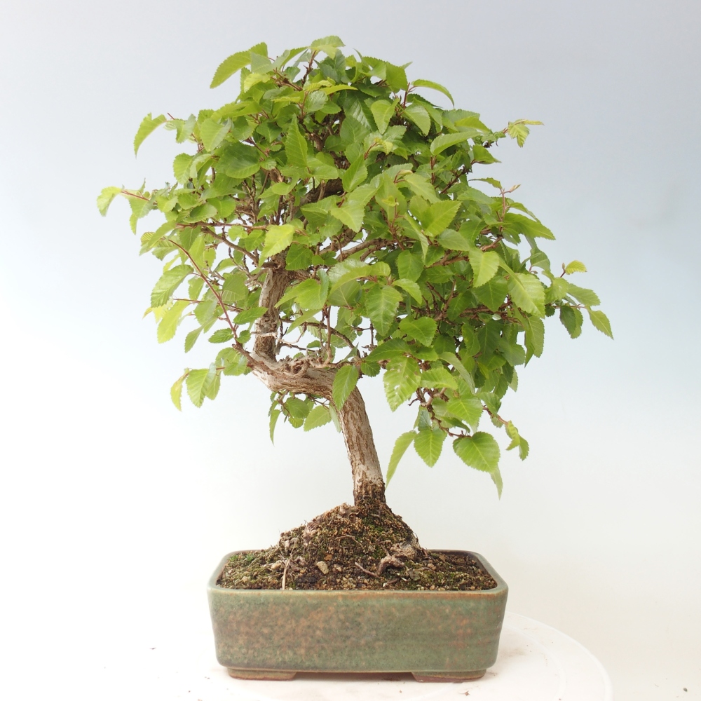 Bonsai da esterno -Carpinus CARPINOIDES - Carpino coreano
