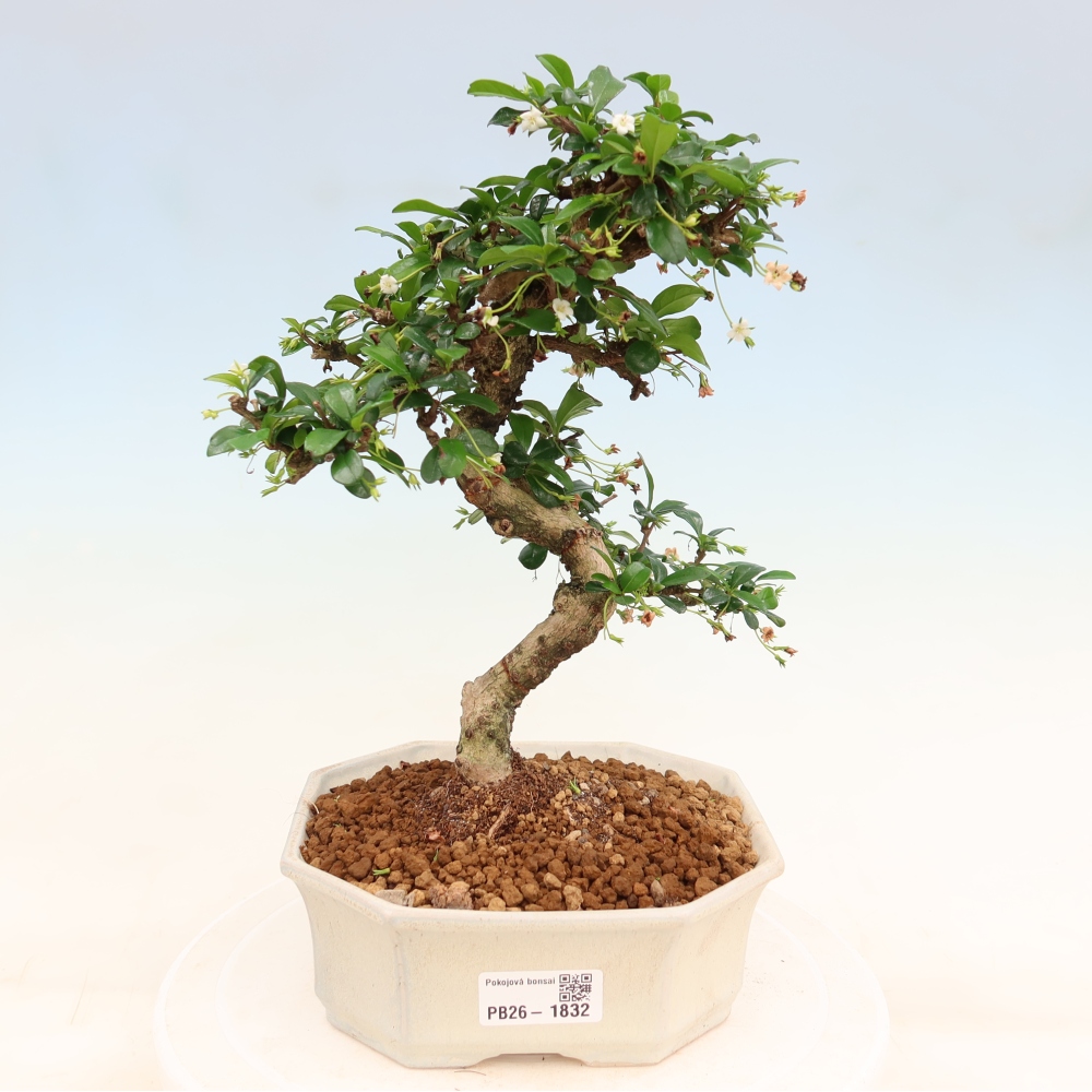 Camera bonsai - Carmona macrophylla - Tea fuki