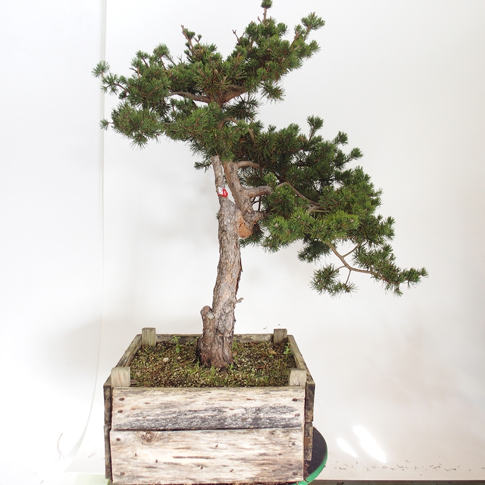 Yamadori - Pinus sylvestris Spagna