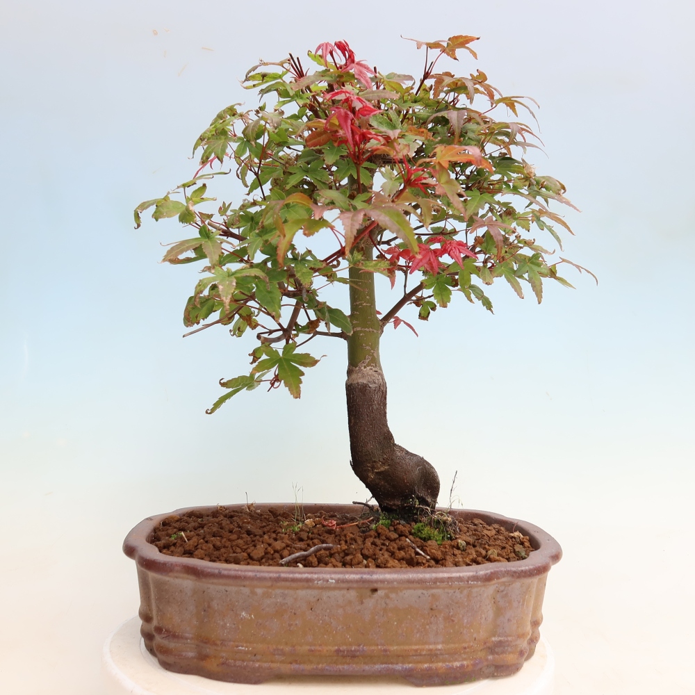 Bonsai da esterno - Acer palmatum DESHOJO