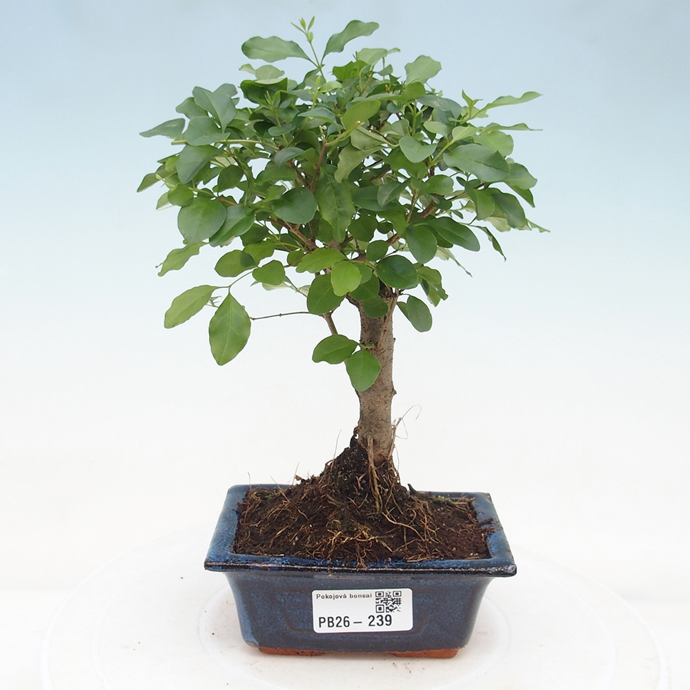 Camera bonsai -Ligustrum chinensis - Becco d'uccello