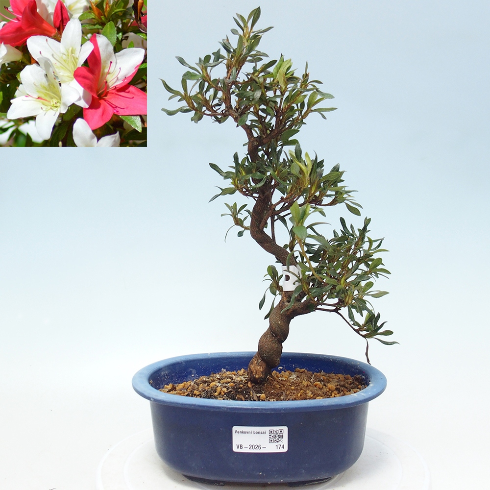 Bonsai da esterno - Azalea giapponese - Azalea CHIHIRO