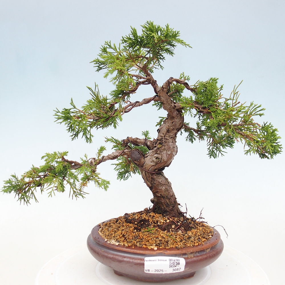 Bonsai da esterno - Juniperus chinensis Itoigawa