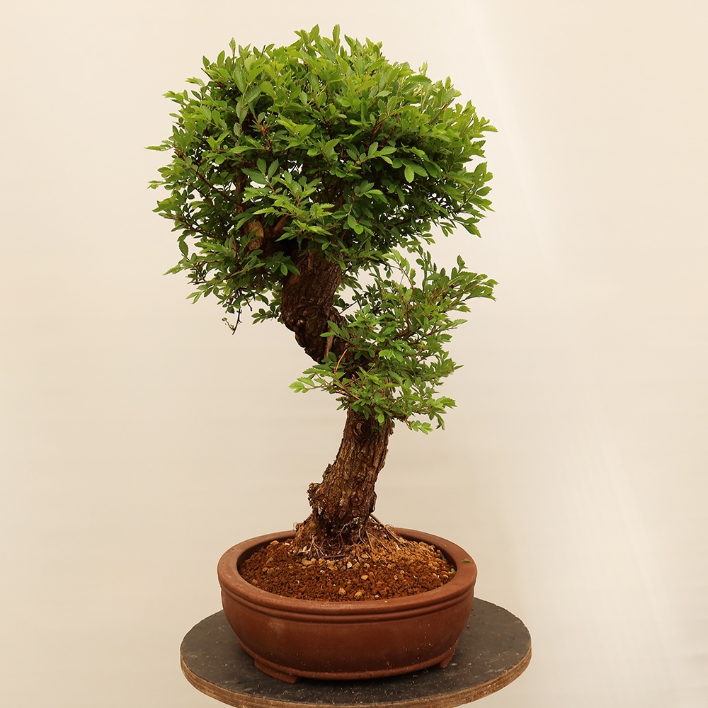 Bonsai da esterno - Zelkova - Zelkova NIRE