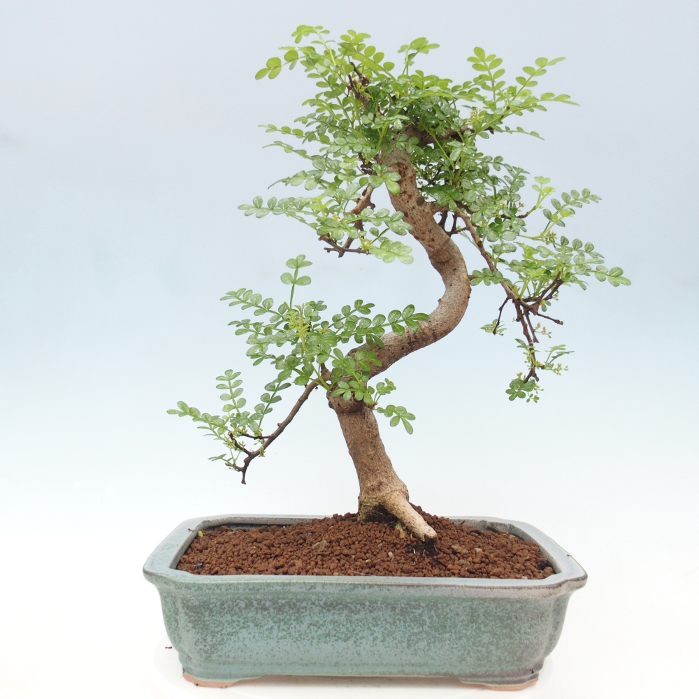 Camera bonsai - Zantoxylum piperitum - albero del pepe