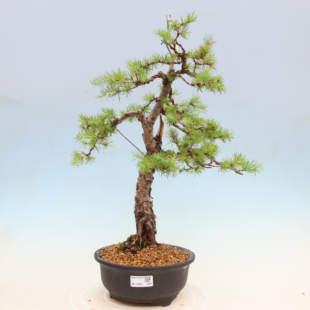Bonsai da esterno -Larix decidua - Larice
