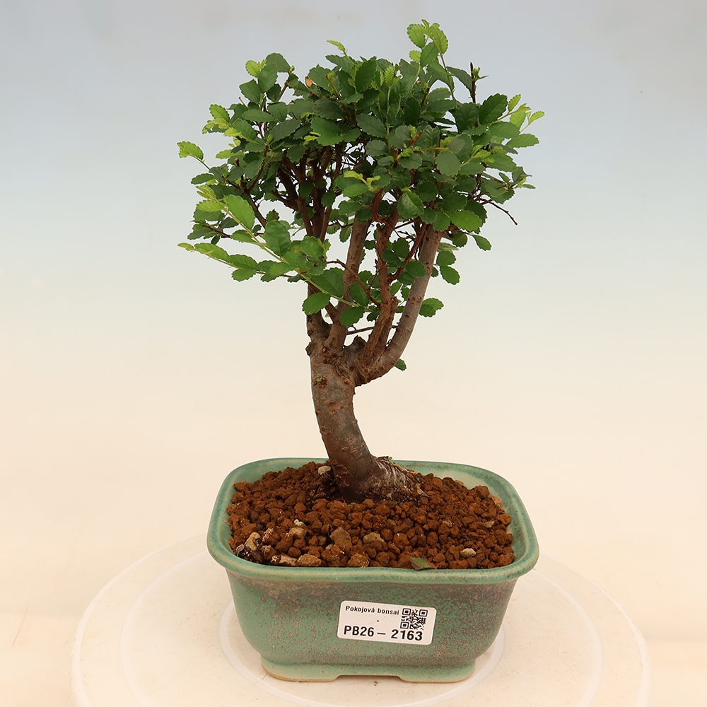 Camera bonsai - Ulmus parvifolia - Olmo a foglie piccole