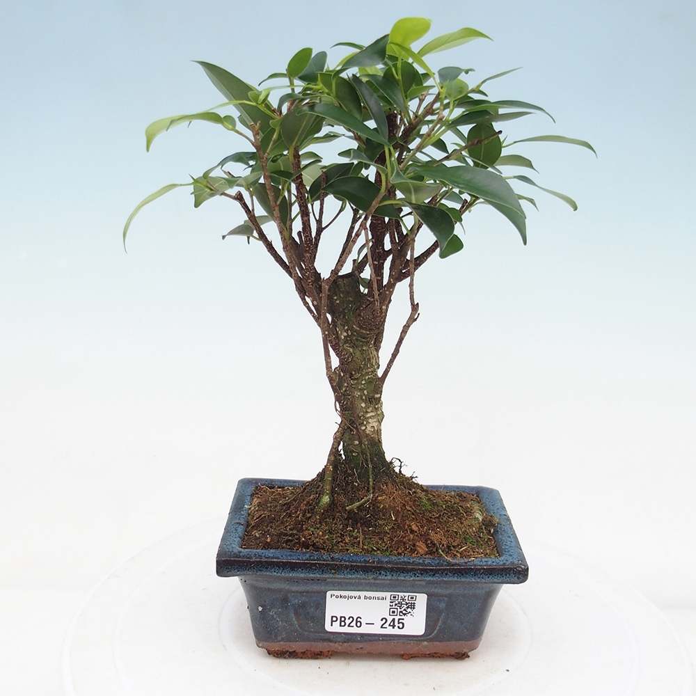 Camera bonsai Ficus retusa kimmen