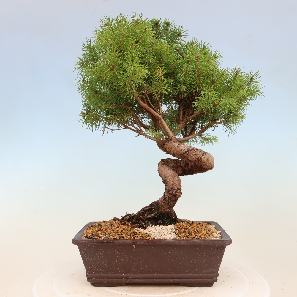 Bonsai da esterno - Abete rosso - Picea glauca globo