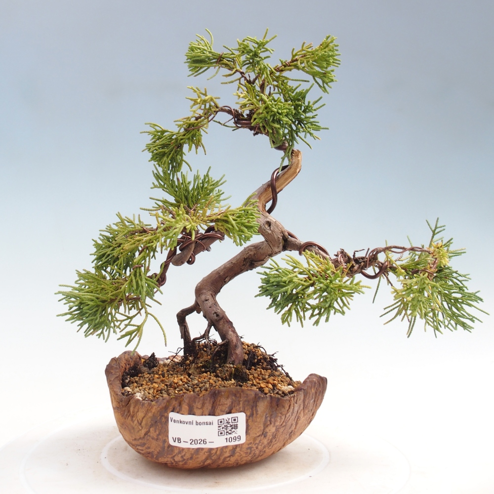 Bonsai da esterno - Juniperus chinensis Kishu