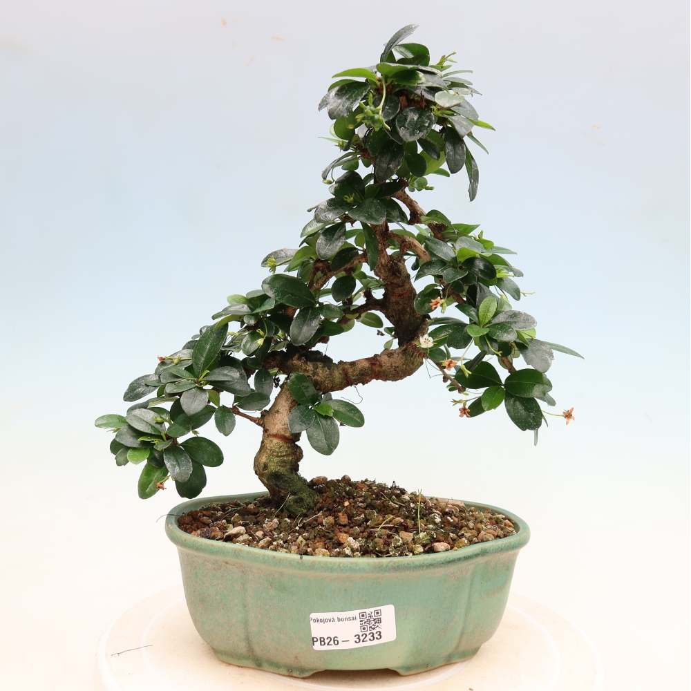 Camera bonsai - Carmona macrophylla - Tea fuki