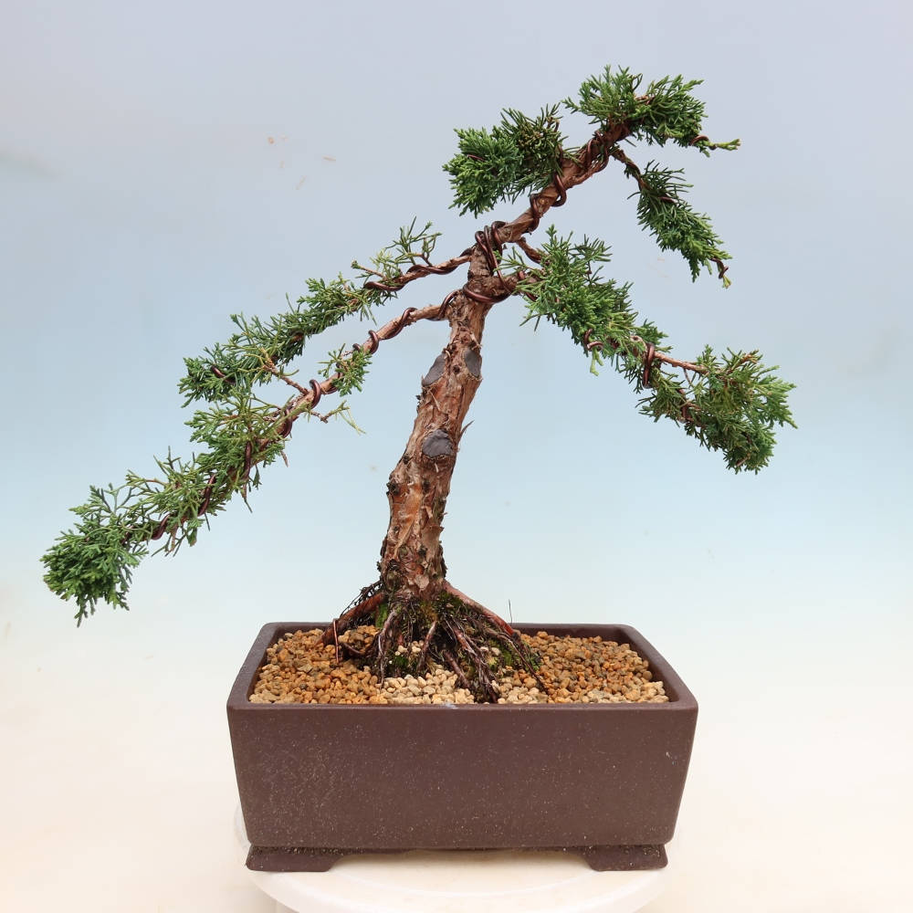 Bonsai da esterno - Juniperus chinensis Kishu