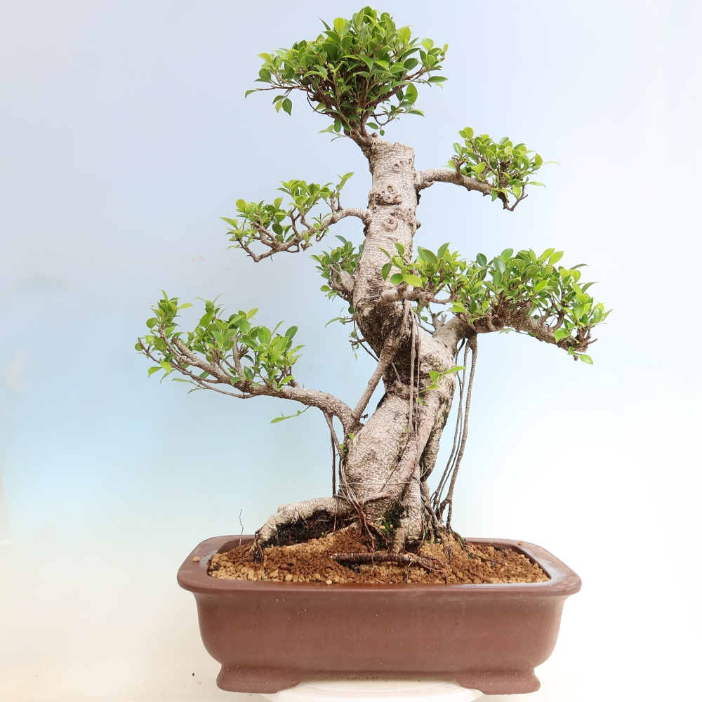 Camera bonsai - Ficus kimmen - ficus a foglie piccole