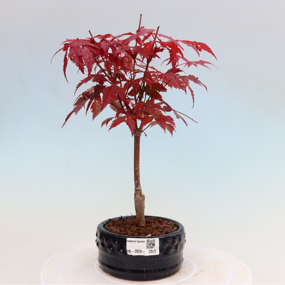 Bonsai da esterno - Palma Acer. Atropurpureum-Javor palmate