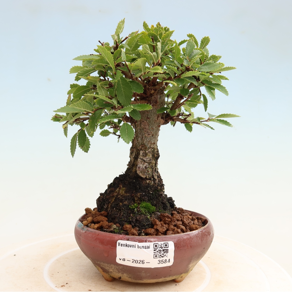 Bonsai da esterno - Zelkova - Zelkova NIRE