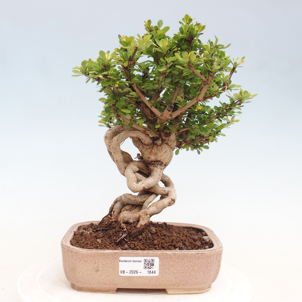 Bonsai da esterno - Berberis coreana