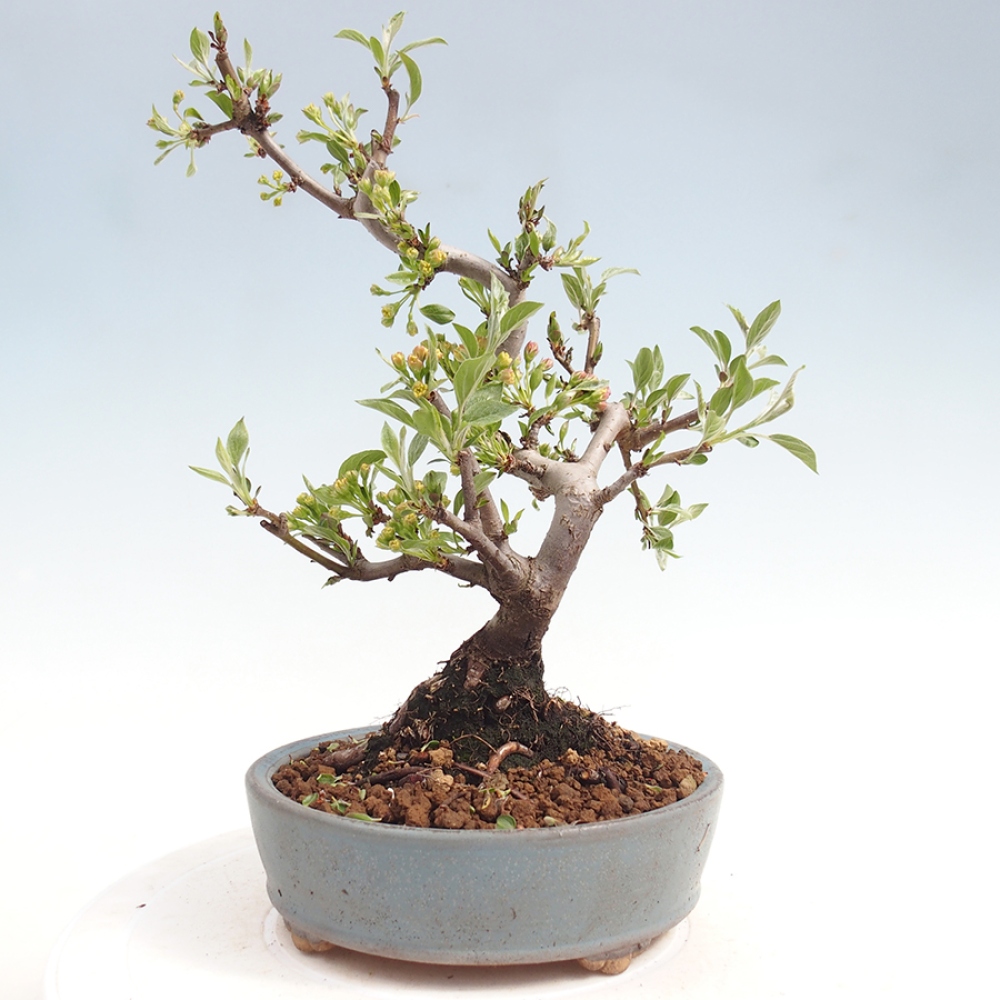 Bonsai da esterno - Malus sargentii - Melo a frutto piccolo