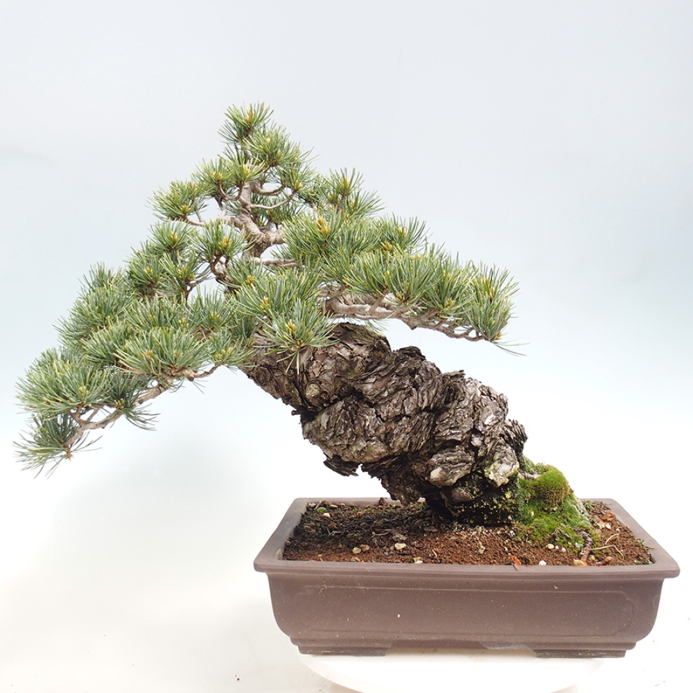 Bonsai da esterno - Pinus parviflora - Pinus parviflora