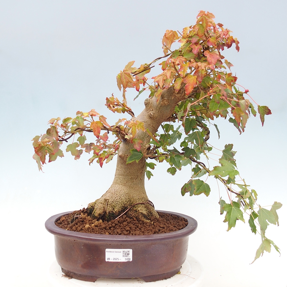 Bonsai da esterno - Acer Buergerianum - Acero di Burger